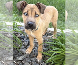 Labsky Dogs for adoption in Omaha, NE, USA