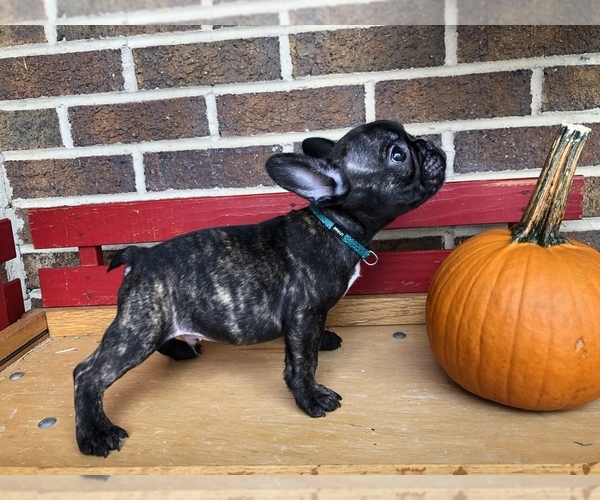 Medium Photo #4 French Bulldog Puppy For Sale in HOCKESSIN, DE, USA