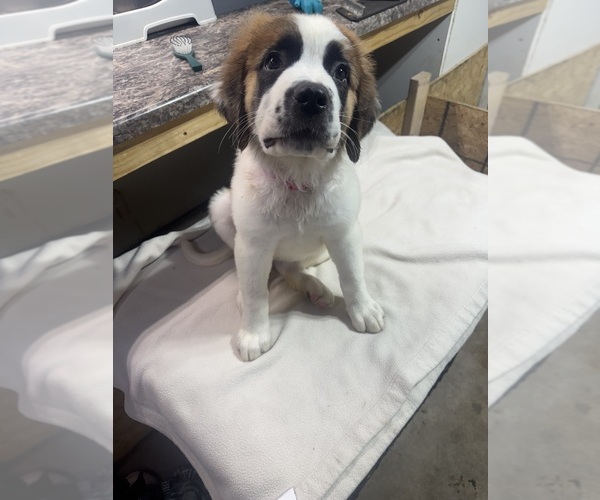 Medium Photo #1 Saint Bernard Puppy For Sale in HANNIBAL, MO, USA