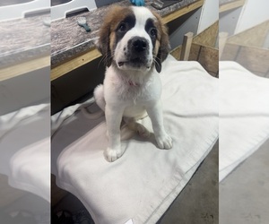 Saint Bernard Puppy for sale in HANNIBAL, MO, USA