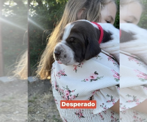 Medium Photo #14 Pointer Puppy For Sale in SACRAMENTO, CA, USA