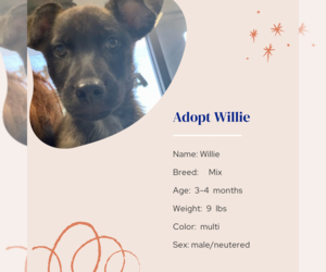 Mutt Dogs for adoption in Naples, FL, USA