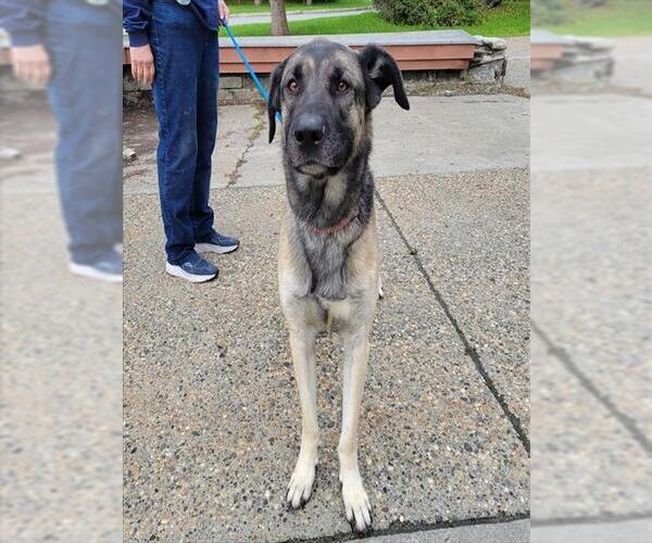 Medium Photo #1 German Shepherd Dog-Unknown Mix Puppy For Sale in Anchorage, AK, USA
