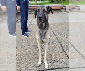 Medium German Shepherd Dog Mix