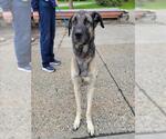 Small German Shepherd Dog Mix
