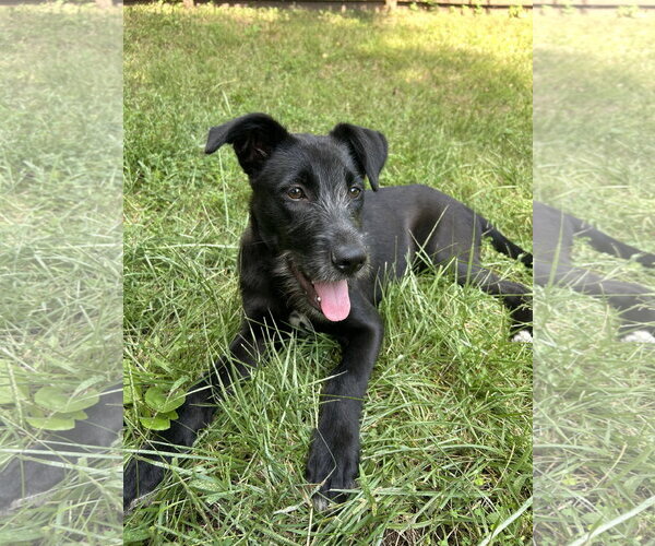 Medium Photo #1 Labrador Retriever-Unknown Mix Puppy For Sale in Gilberts, IL, USA