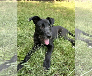 Mutt Dogs for adoption in Gilberts, IL, USA