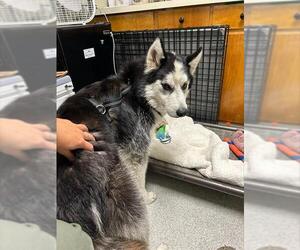 Medium Siberian Husky