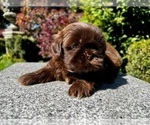 Small Photo #8 Shih Tzu Puppy For Sale in HAYWARD, CA, USA