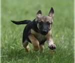 Small #6 Mutt