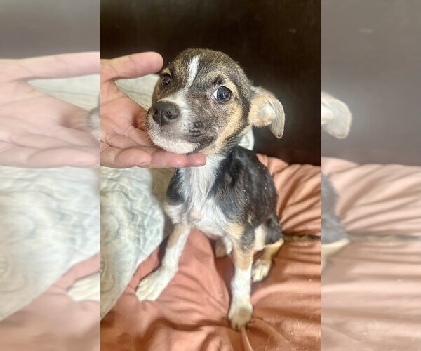 Medium Photo #4 Jack Russell Terrier Puppy For Sale in San Diego, CA, USA