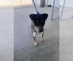 Small Mutt