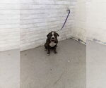 Small American Pit Bull Terrier