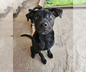 Labrador Retriever-Unknown Mix Dogs for adoption in El Centro, CA, USA