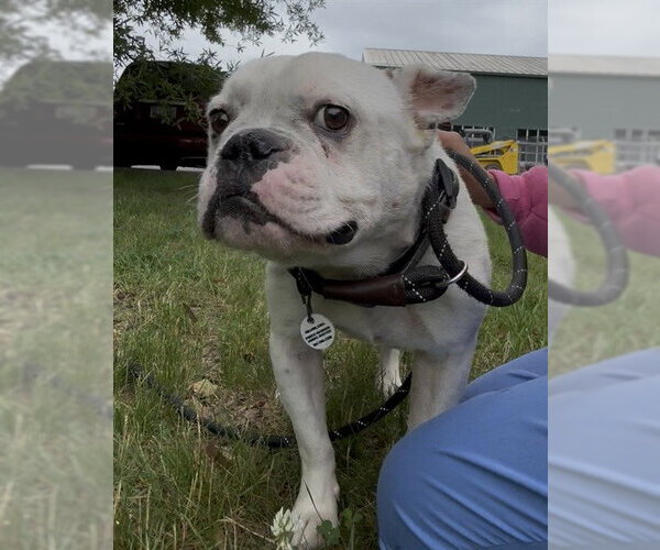 Medium Photo #2 Bulldog Puppy For Sale in Forestville, MD, USA