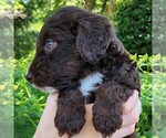 Small #7 F2 Aussiedoodle