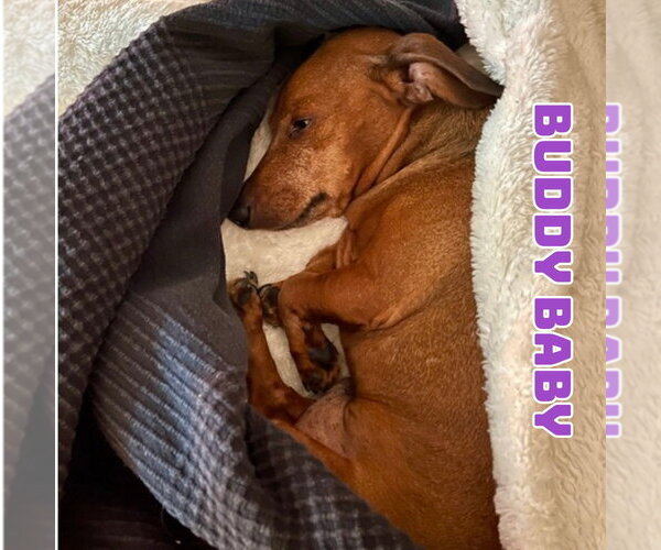 Medium Photo #5 Dachshund-Unknown Mix Puppy For Sale in San Antonio, TX, USA