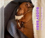 Small #4 Dachshund Mix