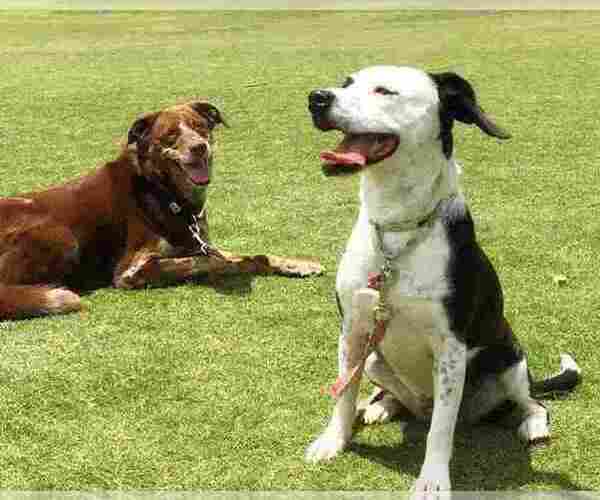 Medium Photo #2 Beagle-Border Collie Mix Puppy For Sale in ATL, GA, USA