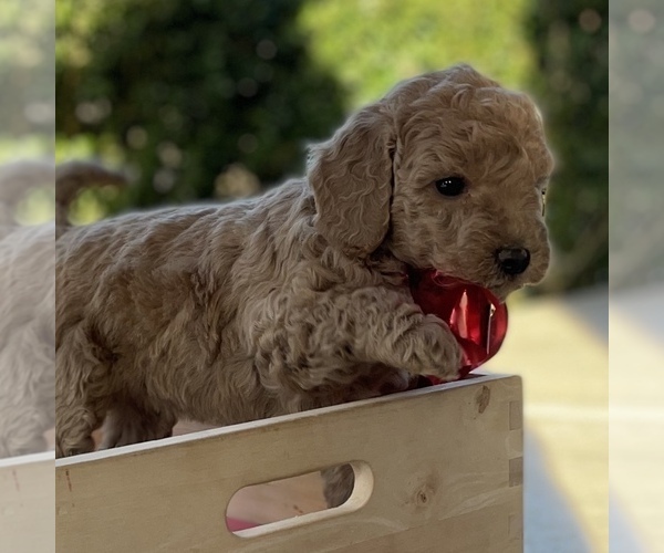 Medium Photo #5 Goldendoodle (Miniature) Puppy For Sale in BATTLE GROUND, WA, USA