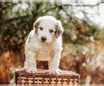 Small Photo #4 Pyredoodle Puppy For Sale in EVERGREEN, NC, USA