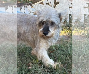 Sabrina - Female Mutt Dog for Adoption - Photo #8