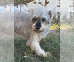Small Photo #8 Mutt Puppy For Sale in HOPKINSVILLE/PRINCETON, KY, NH, USA