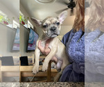 Puppy Mini Mochi French Bulldog