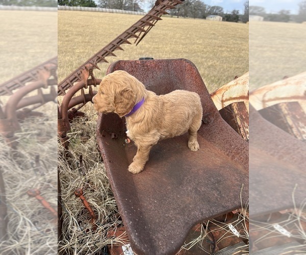 Medium Photo #4 Goldendoodle Puppy For Sale in CEDAR HILL, TX, USA
