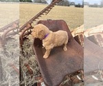 Small Photo #4 Goldendoodle Puppy For Sale in CEDAR HILL, TX, USA