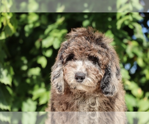 Medium Photo #15 Bernedoodle (Miniature) (+ Poodle Miniature) Puppy For Sale in DYERSBURG, TN, USA