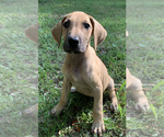 Small Photo #3 Great Dane Puppy For Sale in CLOVER, SC, USA