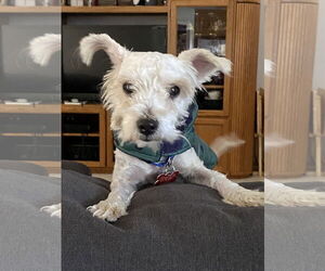 Poodle (Miniature) Dogs for adoption in San Diego, CA, USA