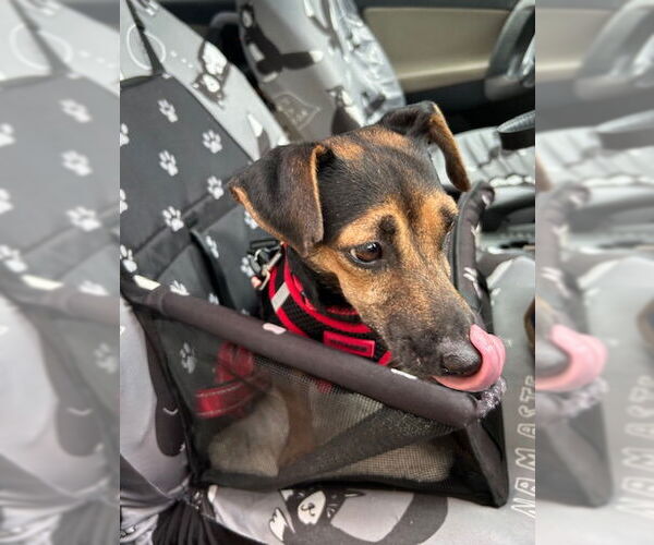 Medium Photo #2 Mutt Puppy For Sale in Stanhope, NJ, USA