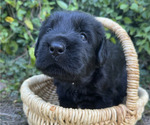 Small #5 Black Russian Terrier