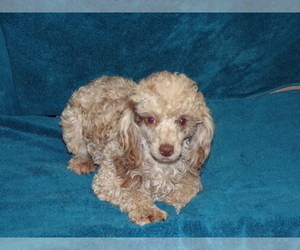 Father of the Poodle (Toy) puppies born on 05/20/2023
