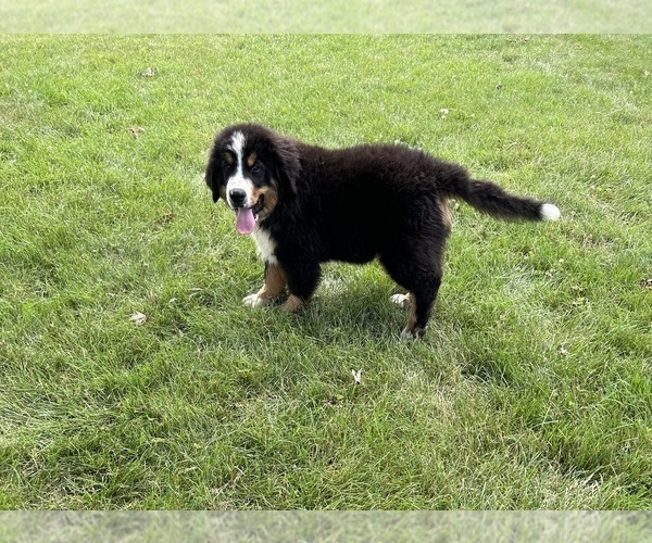 Medium Photo #4 Bernese Mountain Dog Puppy For Sale in MIDDLEBURY, IN, USA