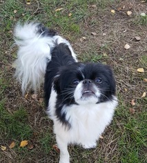 Mother of the Japanese Chin puppies born on 01/14/2018