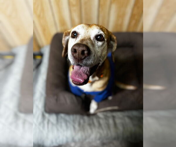 Medium Photo #8 Mutt Puppy For Sale in Stratham, NH, USA