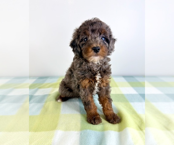 Medium Photo #6 Bernedoodle (Miniature) Puppy For Sale in GREENFIELD, IN, USA