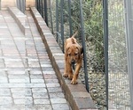 Small #4 Rhodesian Ridgeback