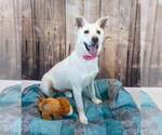 Small #3 Siberian Husky Mix