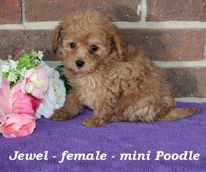 Poodle (Toy) Puppy for Sale in CLARKRANGE, Tennessee USA