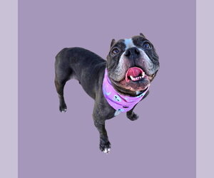 American Pit Bull Terrier Dogs for adoption in Bakersfield, CA, USA