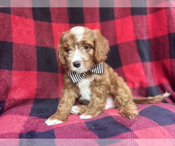 Medium Photo #3 Cavapoo Puppy For Sale in LAKELAND, FL, USA