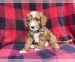 Small #2 Cavapoo