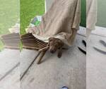 Small #7 American Pit Bull Terrier-Chinese Shar-Pei Mix