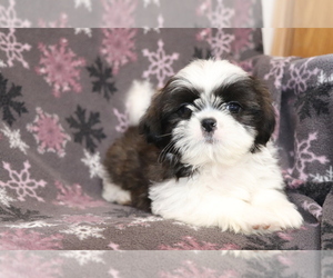 Shih Tzu Puppy for sale in SHILOH, OH, USA
