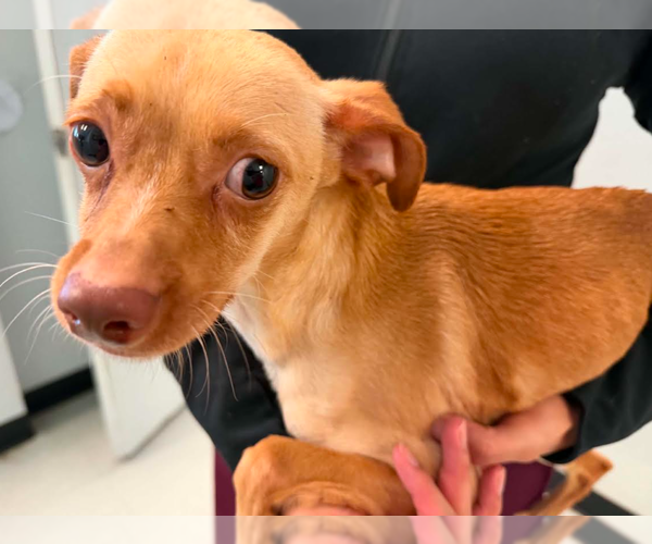 Medium Photo #2 Chihuahua-Unknown Mix Puppy For Sale in Cranston, RI, USA