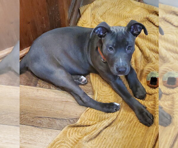 Medium Photo #8 Mutt Puppy For Sale in Elmsford, NY, USA